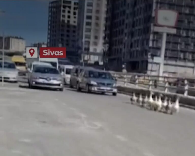 SİVAS’TA OTOYOLA ÇIKAN KAZ SÜRÜSÜGÖRENLERİ GÜLDÜRDÜ!!